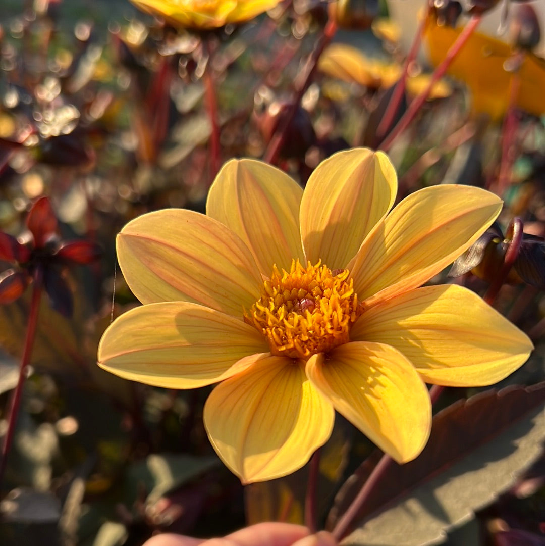 Enkelblommiga
