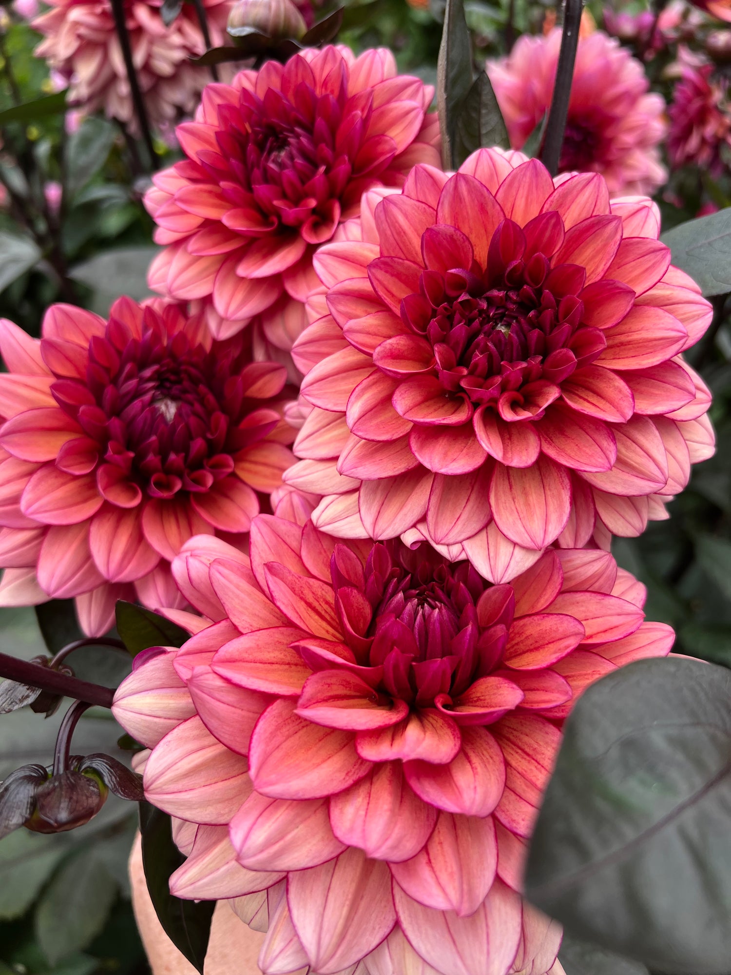 Dahlior