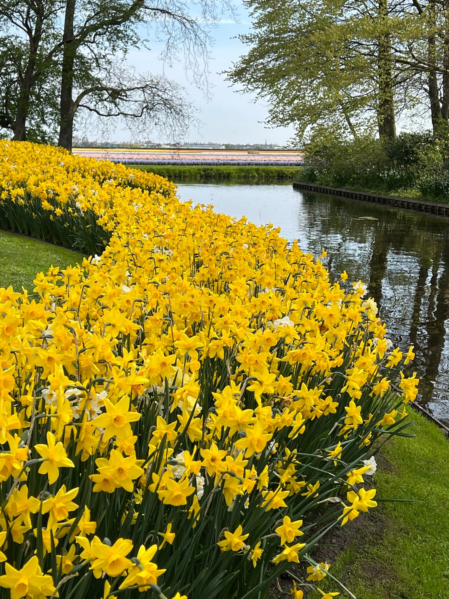 Narcisser