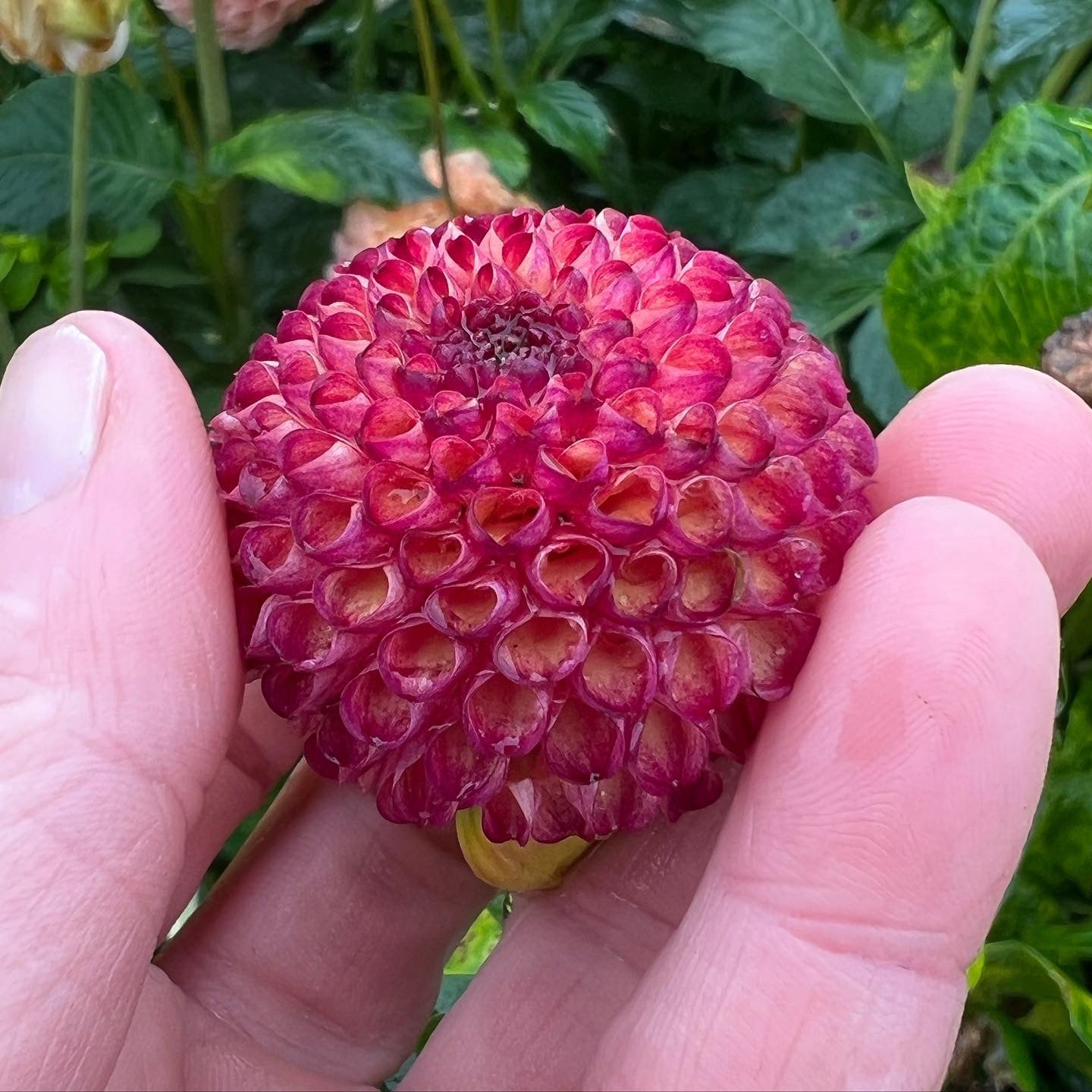 Pompon