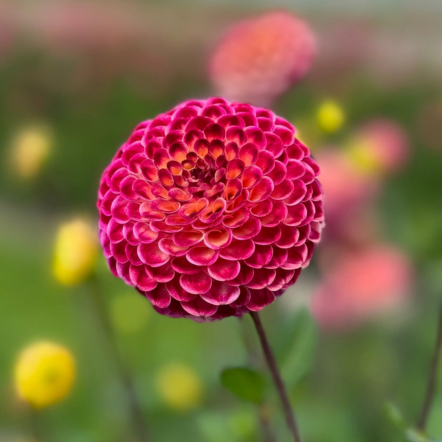 Dahlia Ryecroft Blackberry Nyhet!