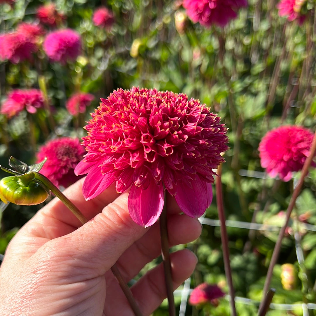 Dahlia Alyshia