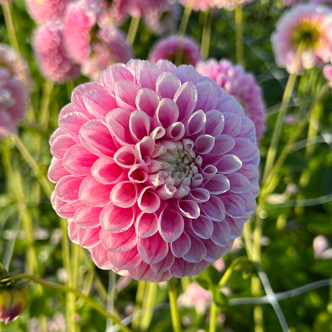 Dahlia Marshmellow Baby