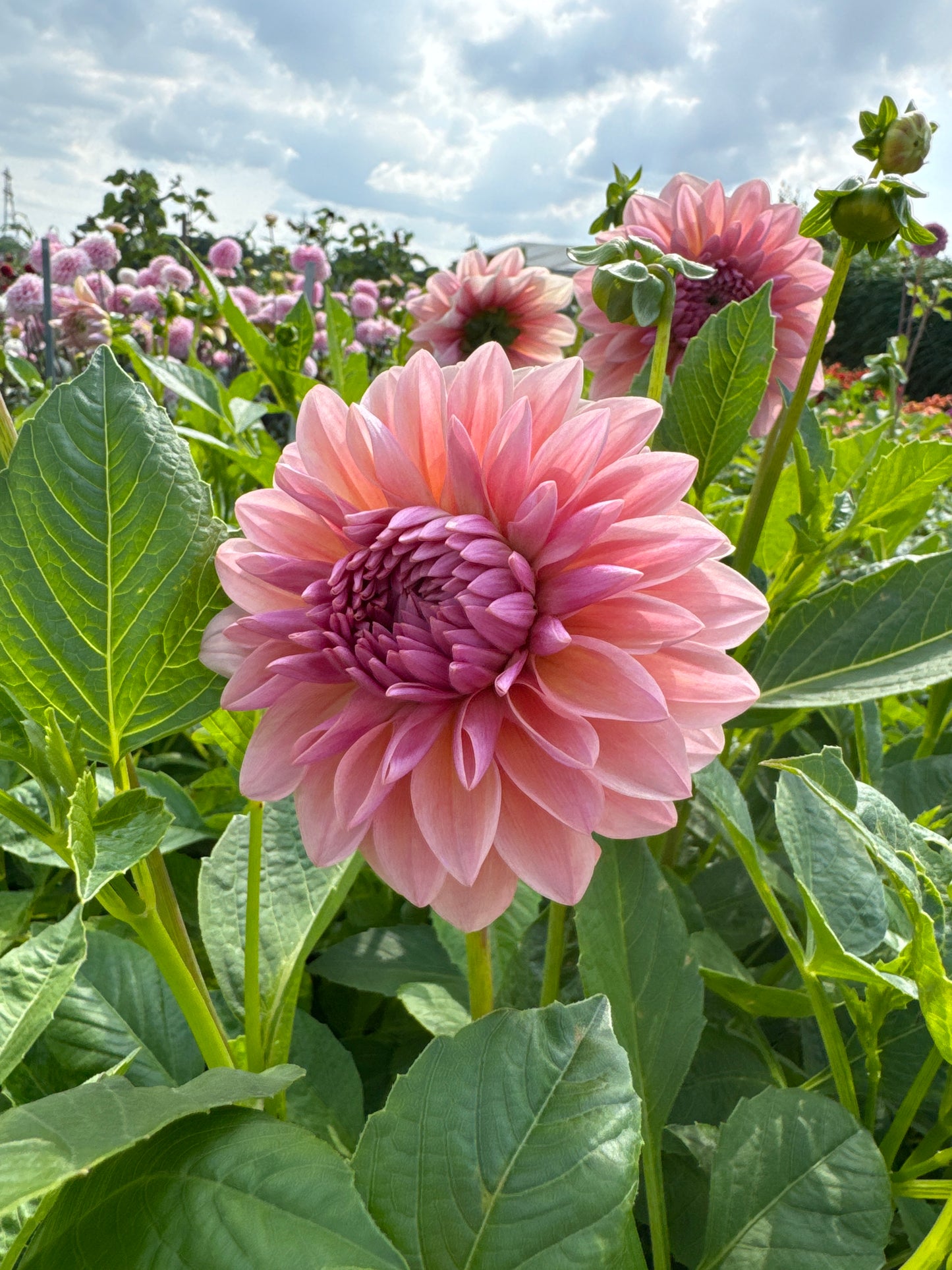 Dahlia Sturm Sweet Maria
