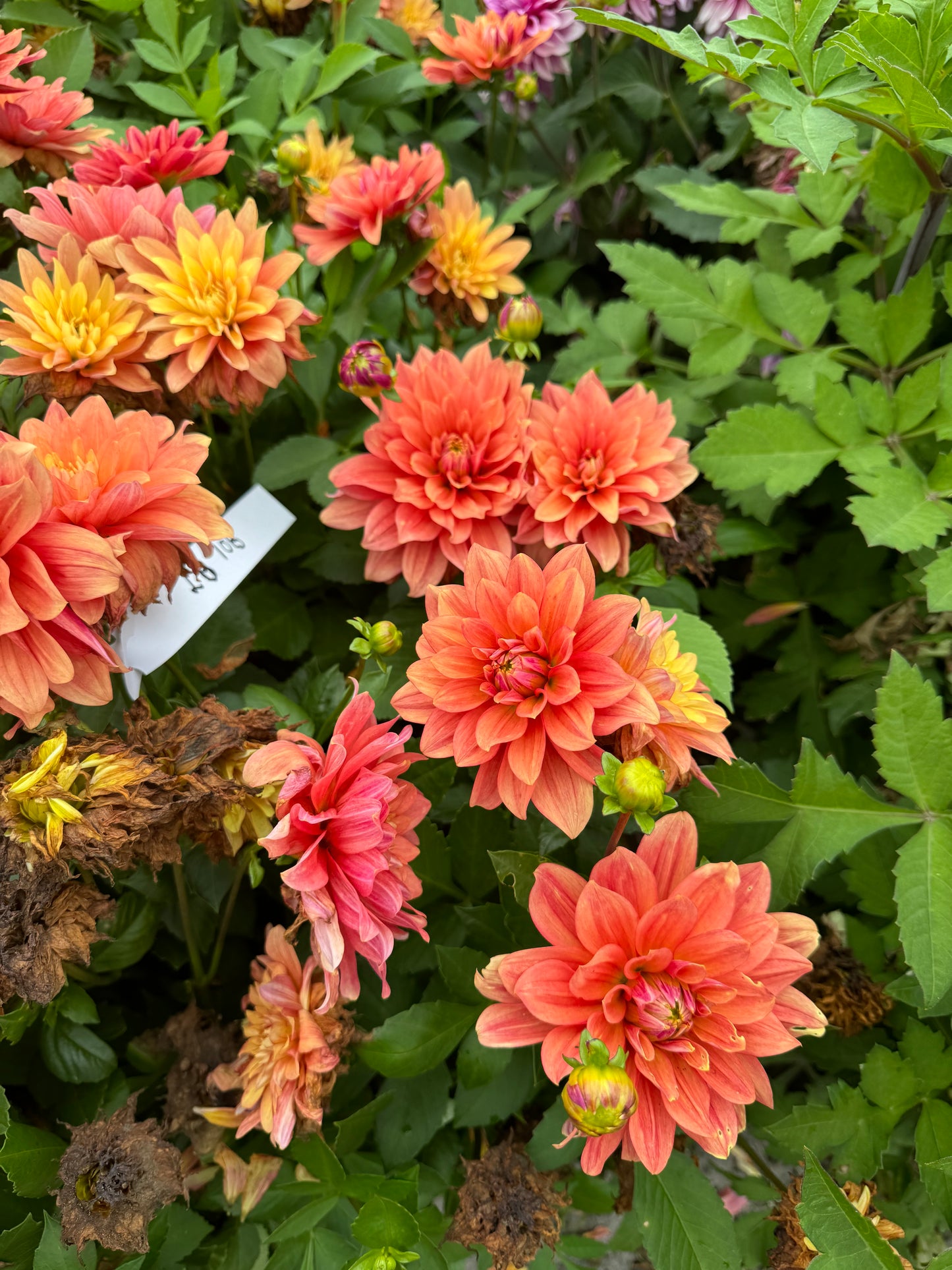 Dahlia Smal Talk LB-108