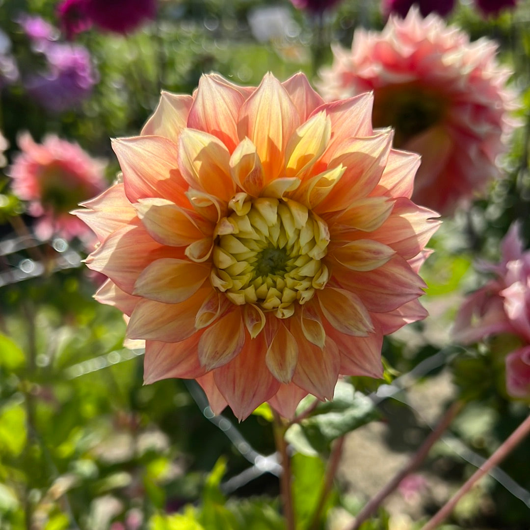 Dahlia Kogane Fubuki