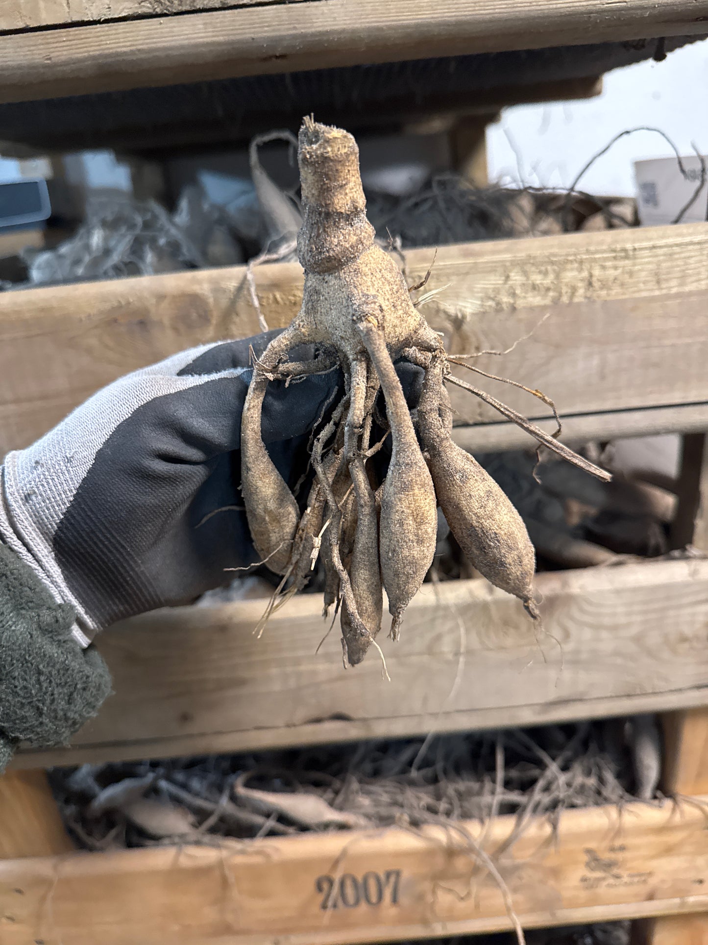 Dahlia Café de Paris