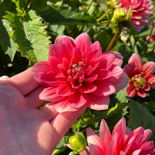 Dahlia Berliner Kleene