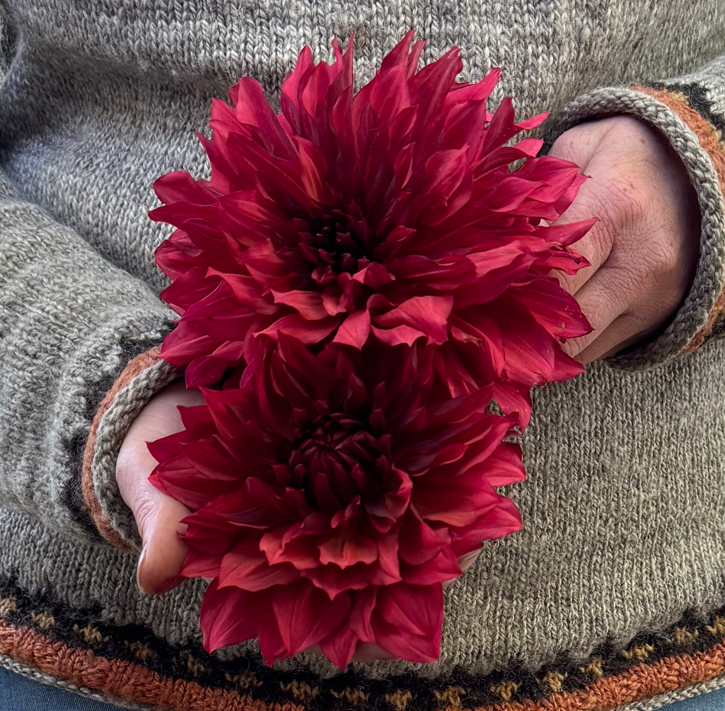 Dahlia Wild Sister LB-012
