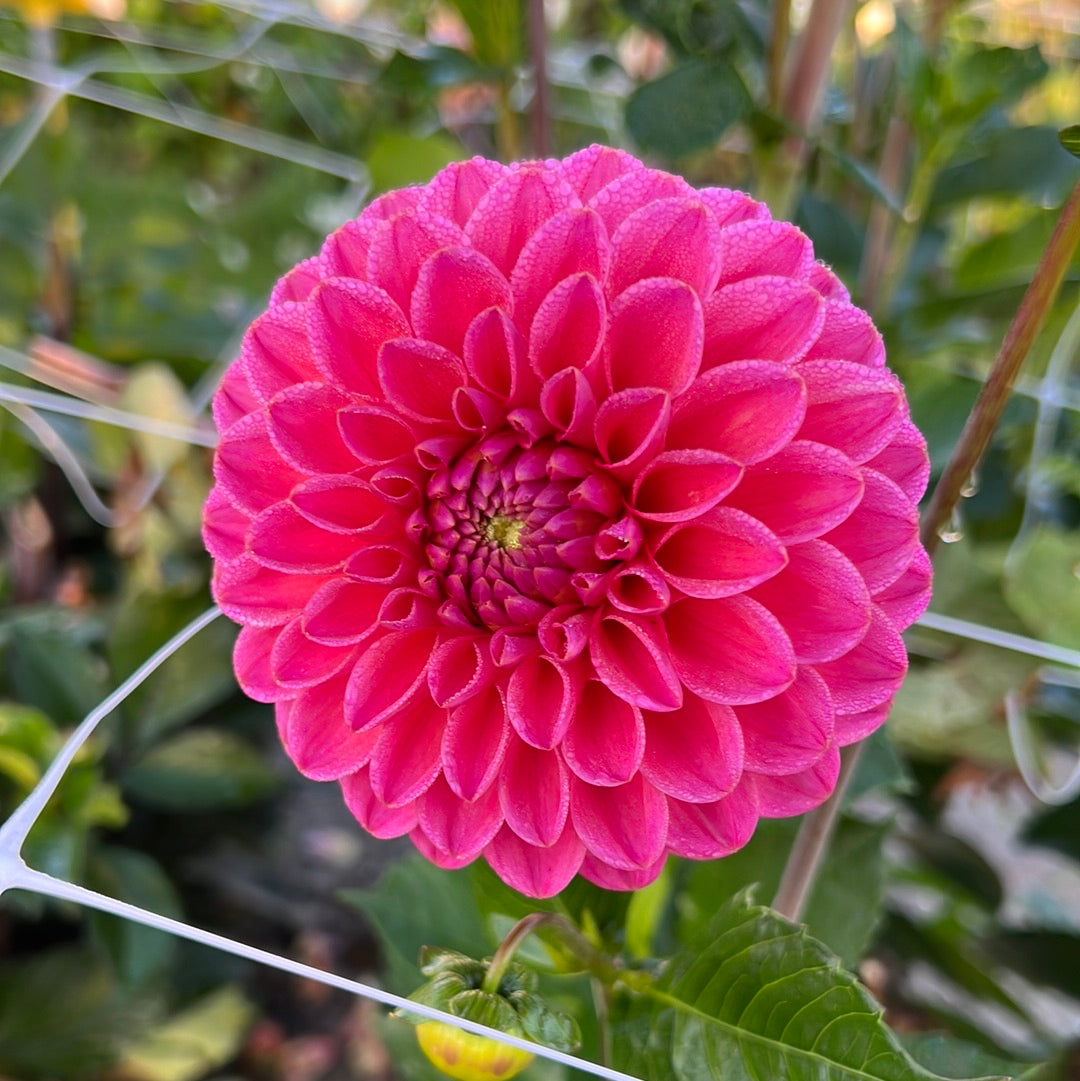 Dahlia Dikara Superb Nyhet!