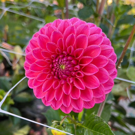 Dahlia Dikara Superb