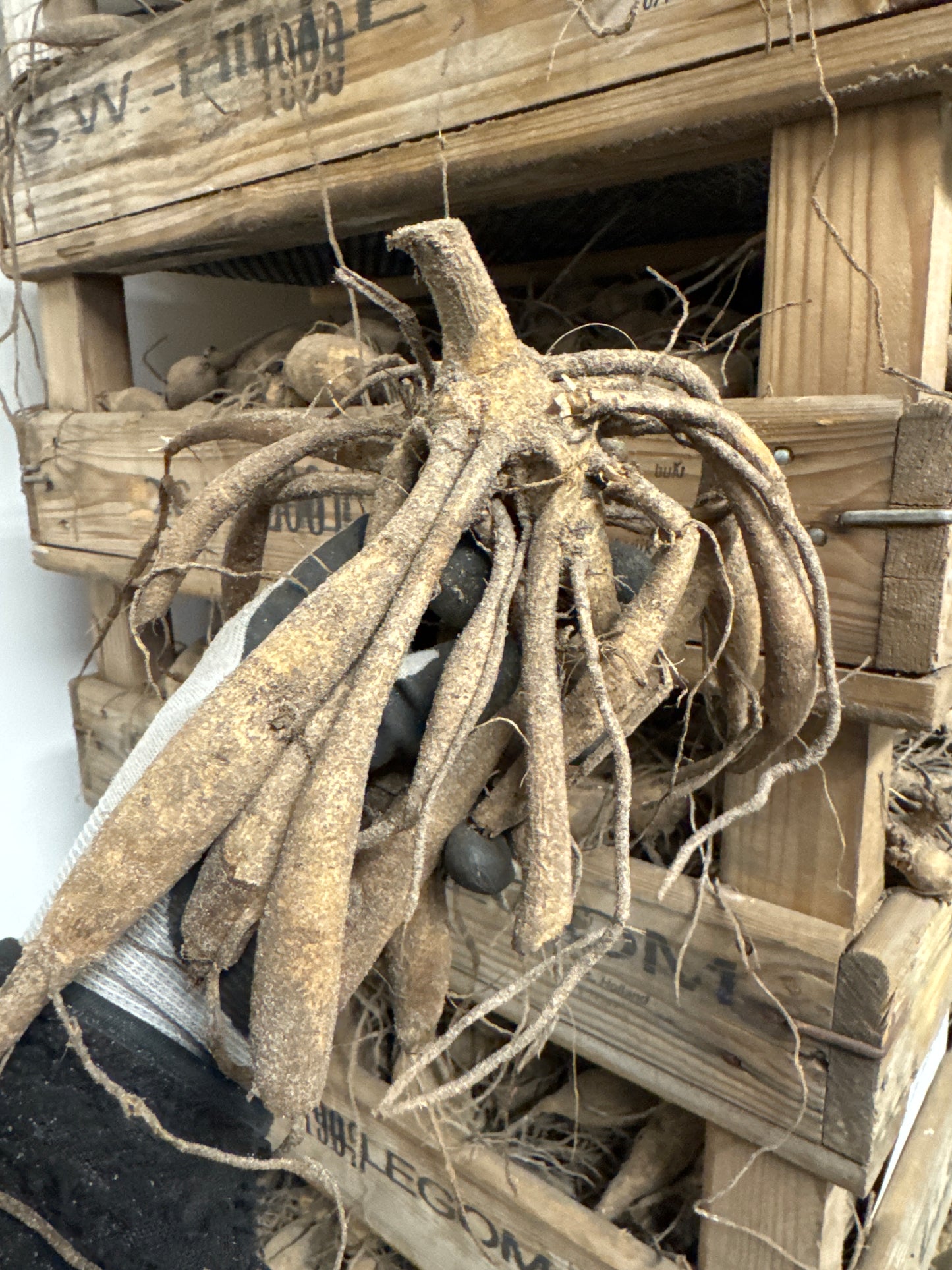 Dahlia Palmares Nyhet!