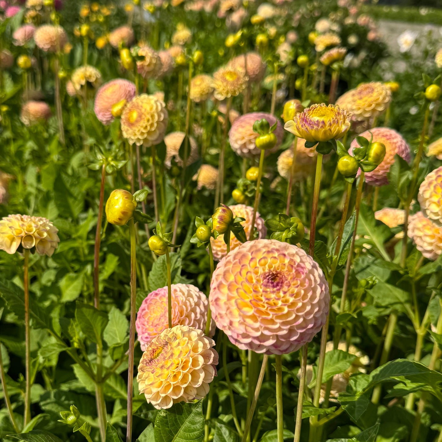 Dahlia Hapet Combo Nyhet!