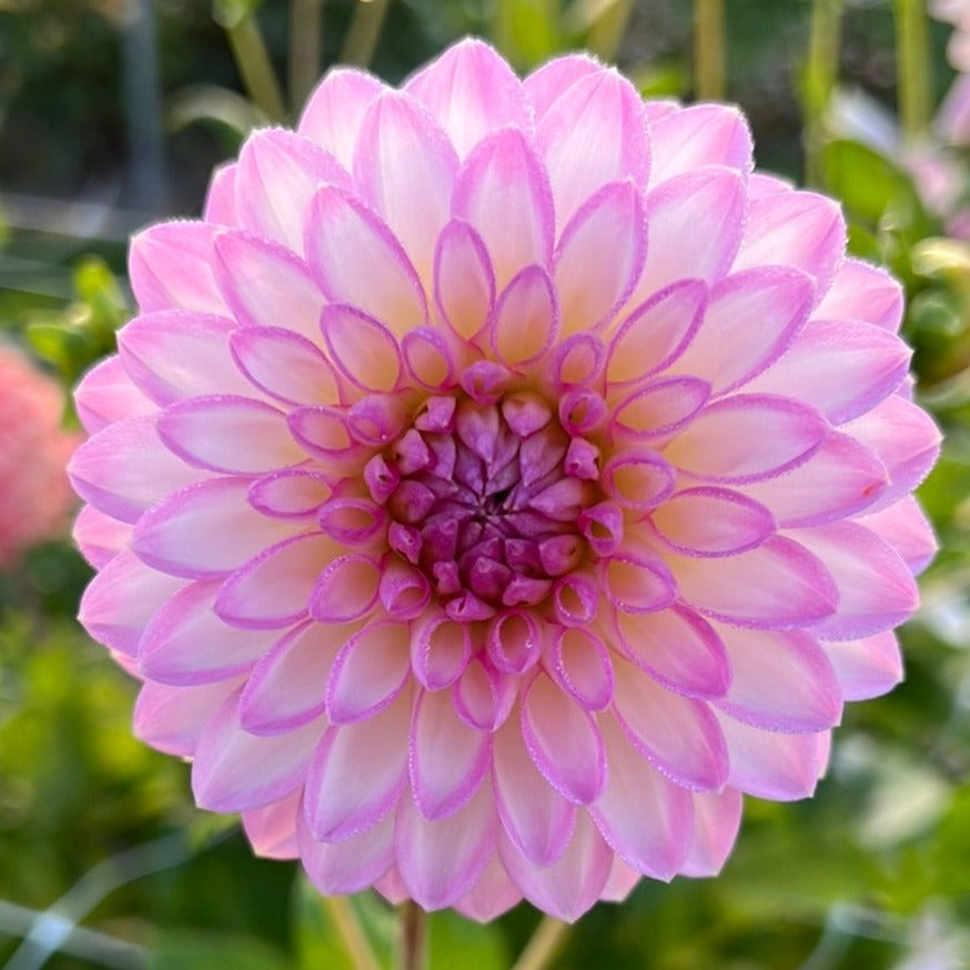Dahlia Arbatax