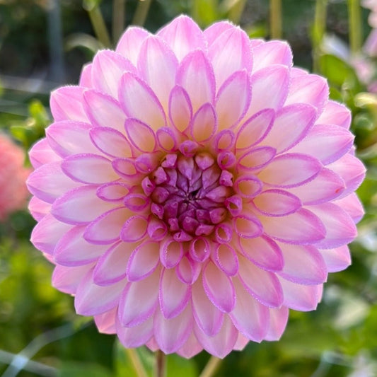Dahlia Arbatax