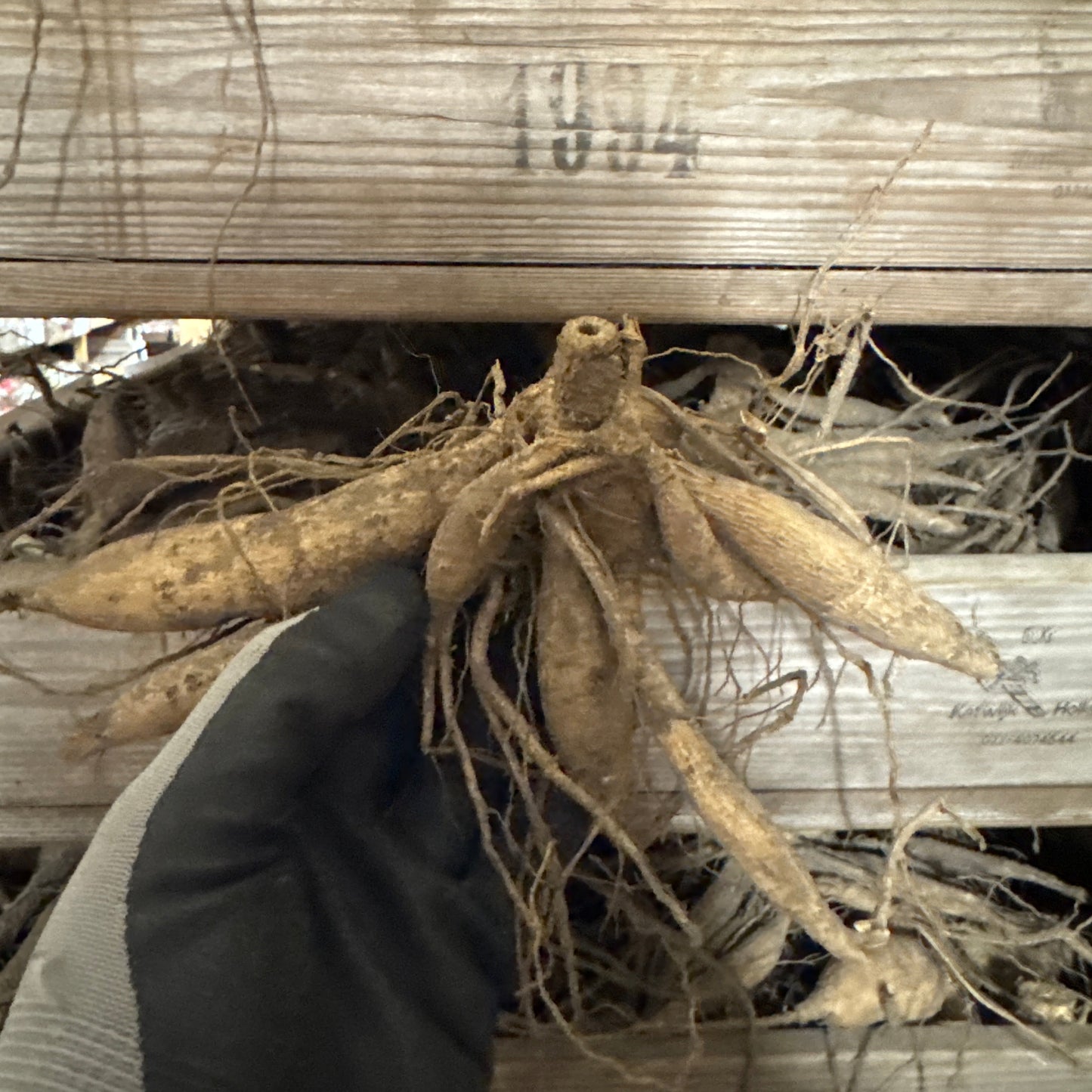 Dahlia Tickety-boo Nyhet!