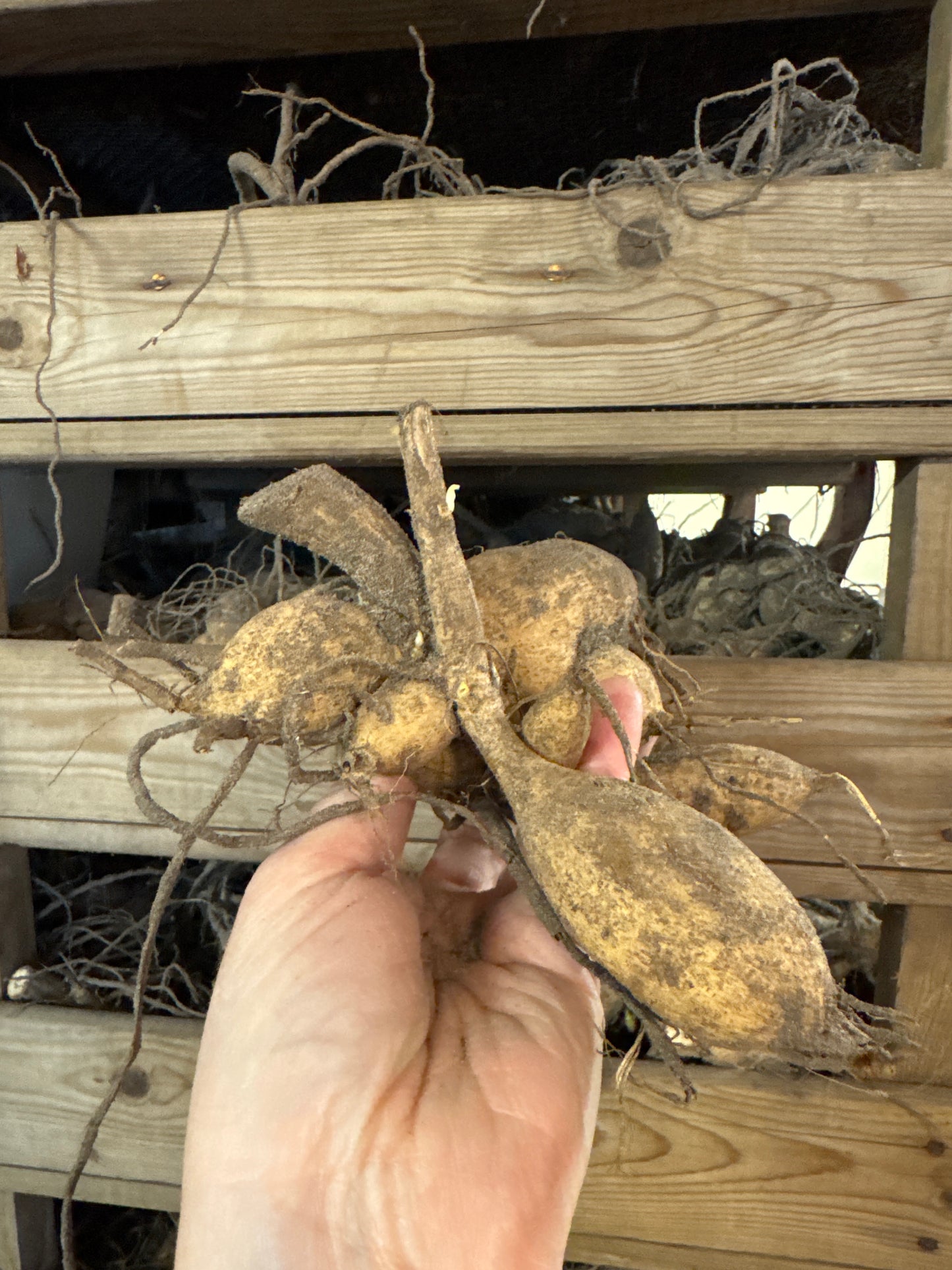 Dahlia Café au lait Rosé