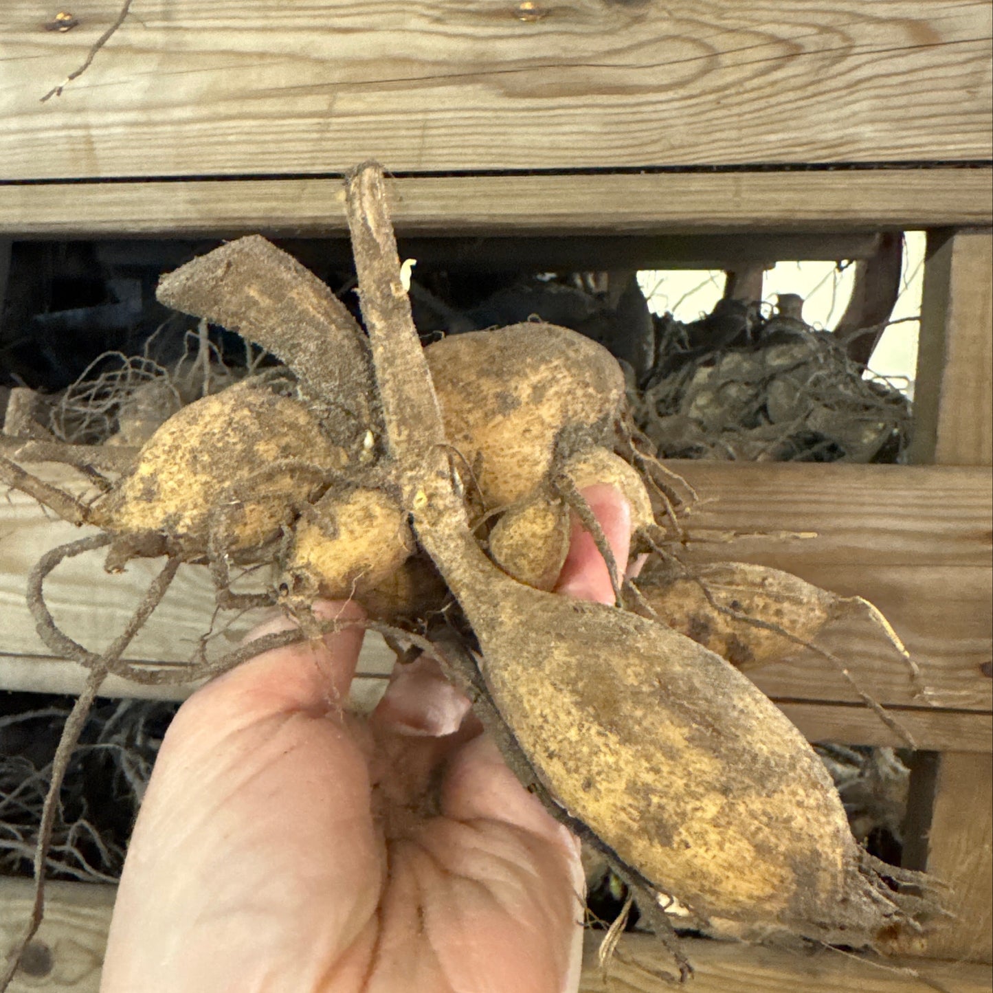 Dahlia Café au lait Rosé