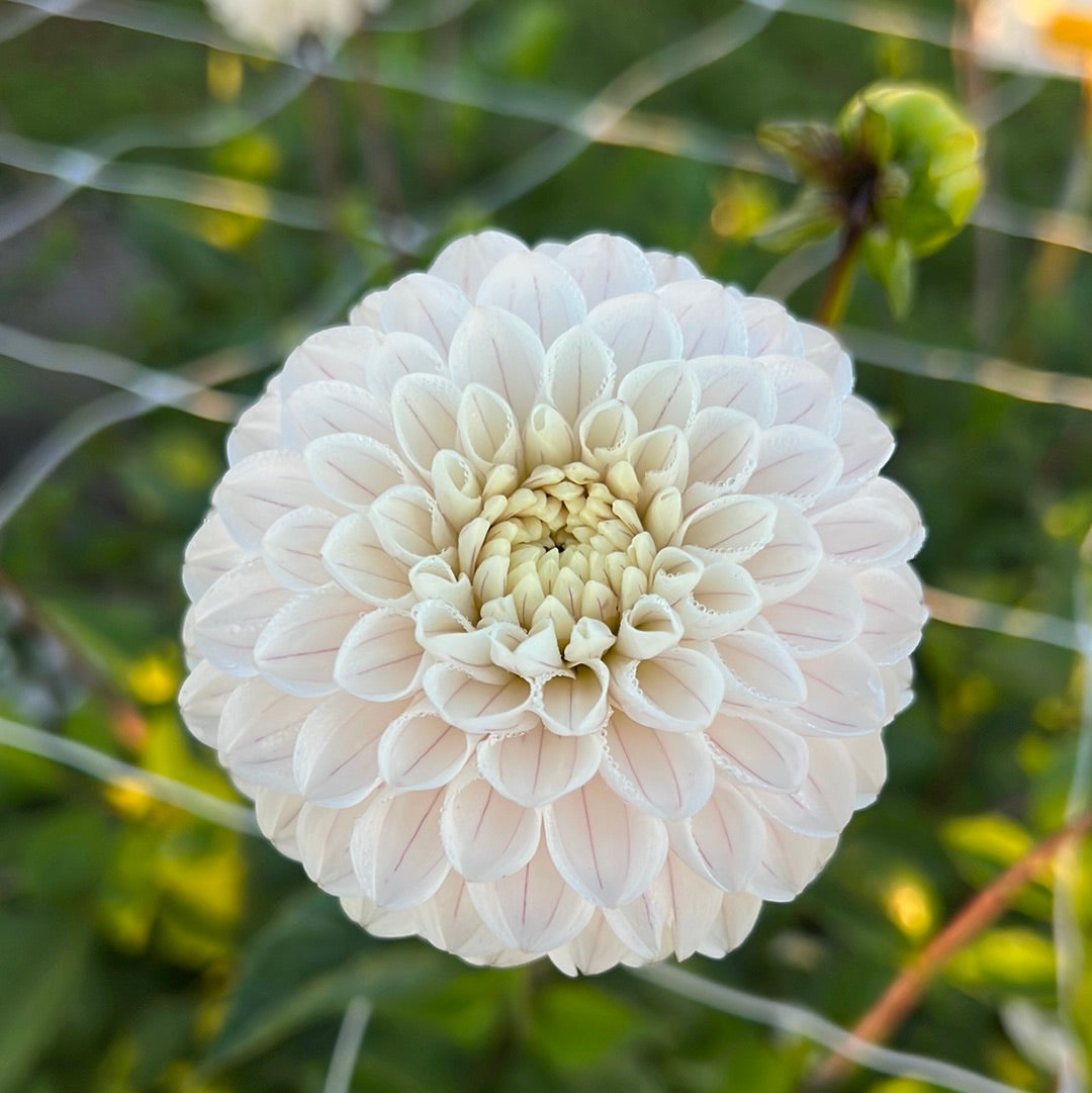 Dahlia Bazuin Snow Owl