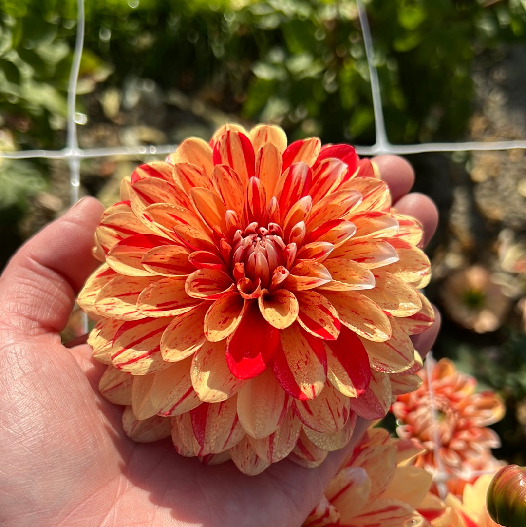 Dahlia Striped Nagano
