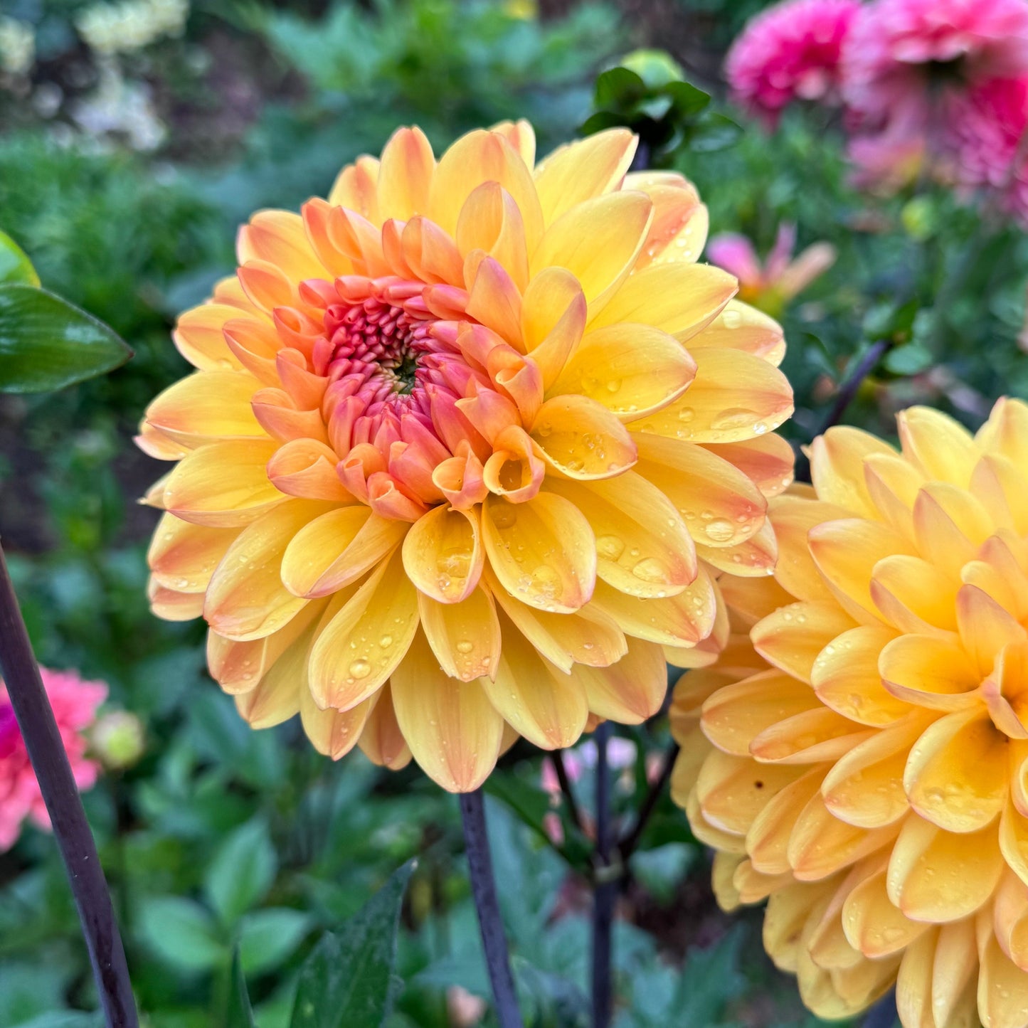 Dahlia Cloudberry sun LB-034