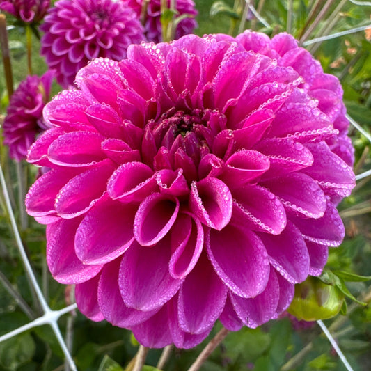 Dahlia Purple Fox
