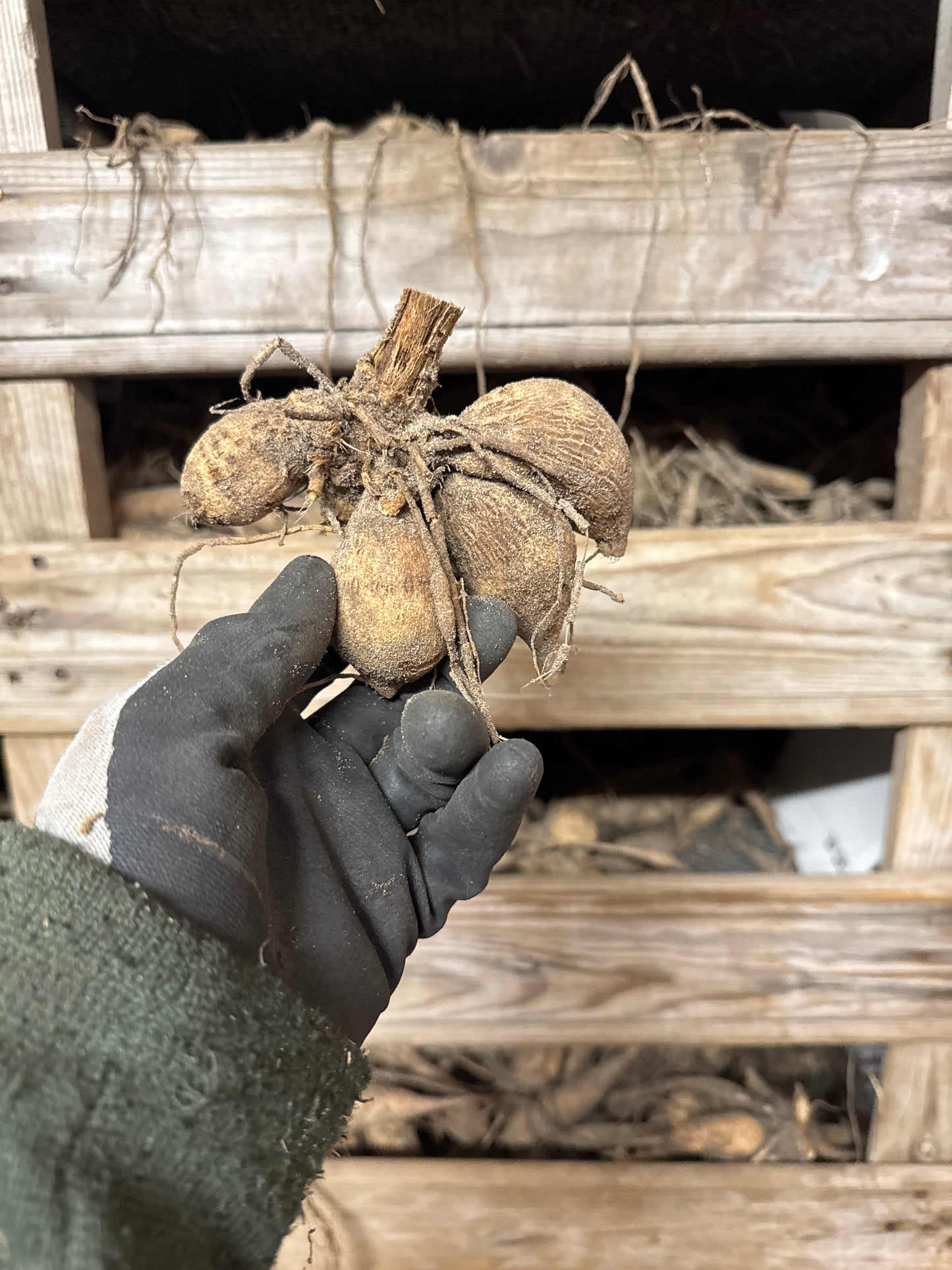 Dahlia Bishop of Auckland