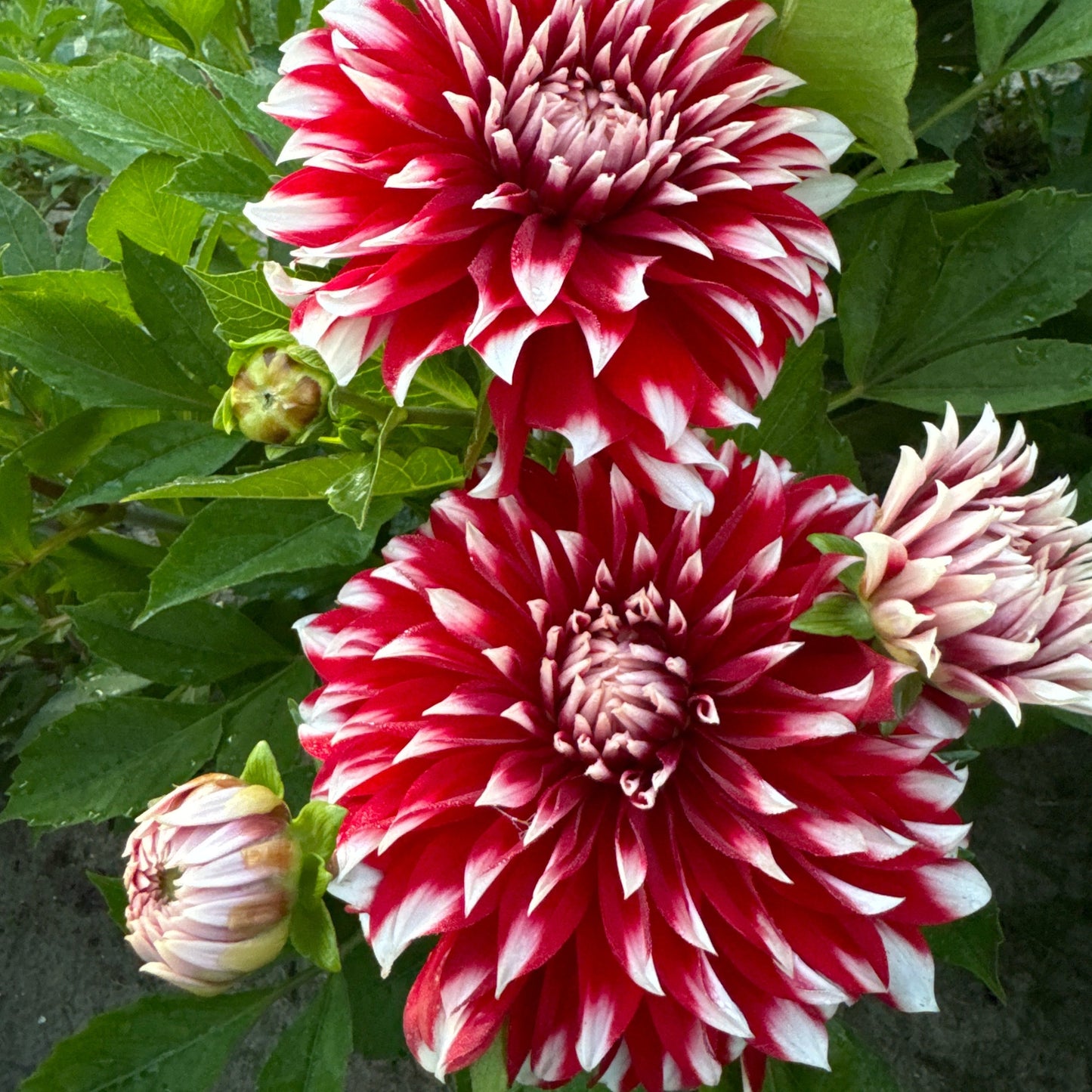 Dahlia Davos Nyhet!