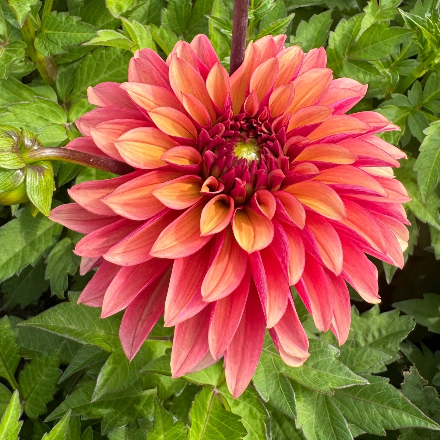 Dahlia Vera LB-111