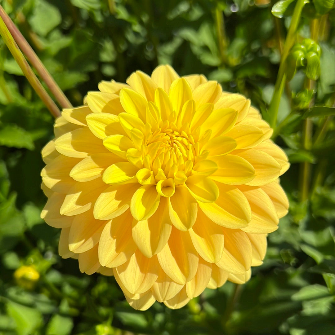 Dahlia Bocherell