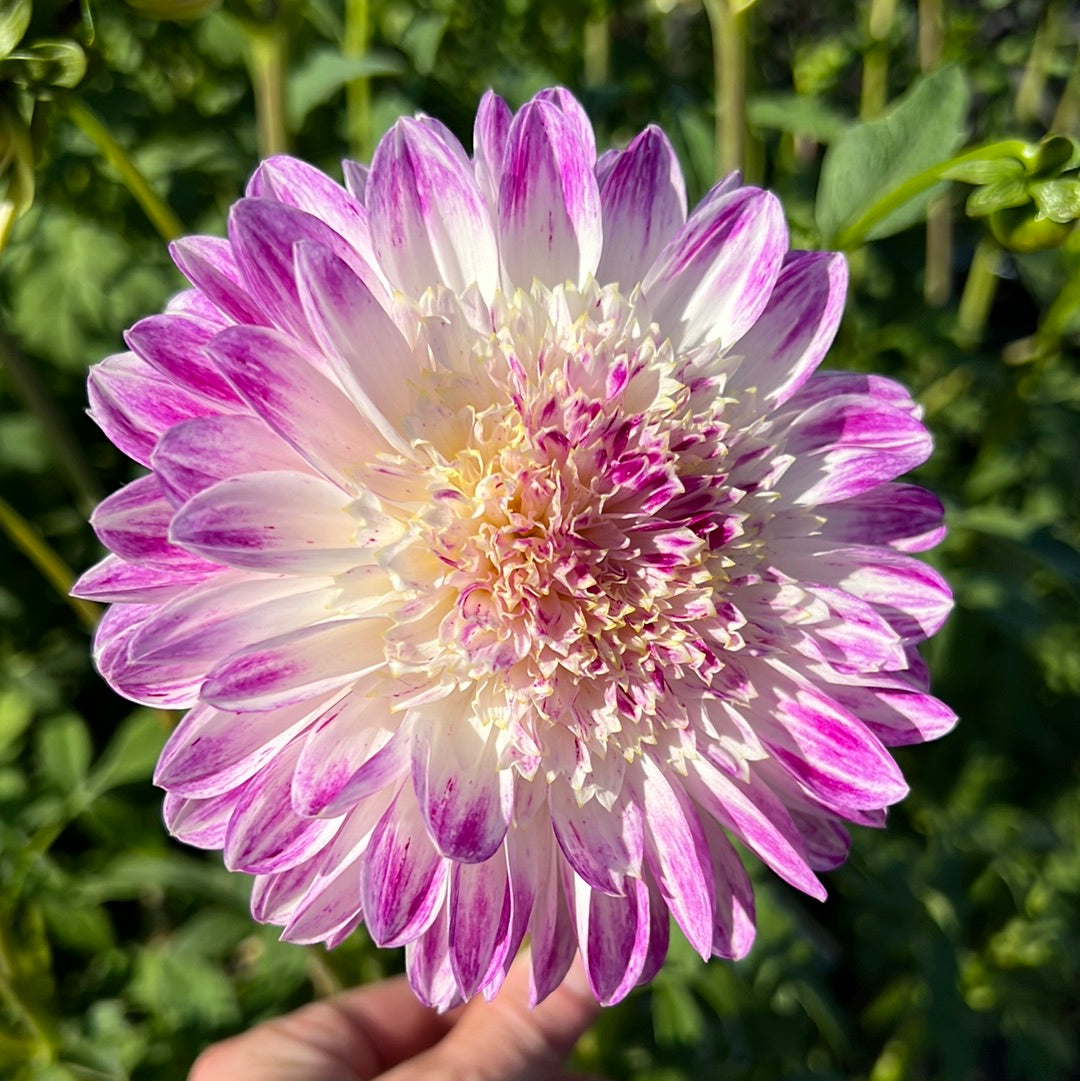 Dahlia Que Sera