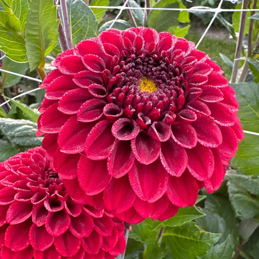 Dahlia Bizon Red