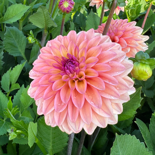 Dahlia Hello You! Svenskodlad