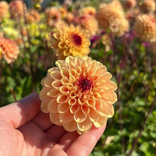 Dahlia Yellow Jill