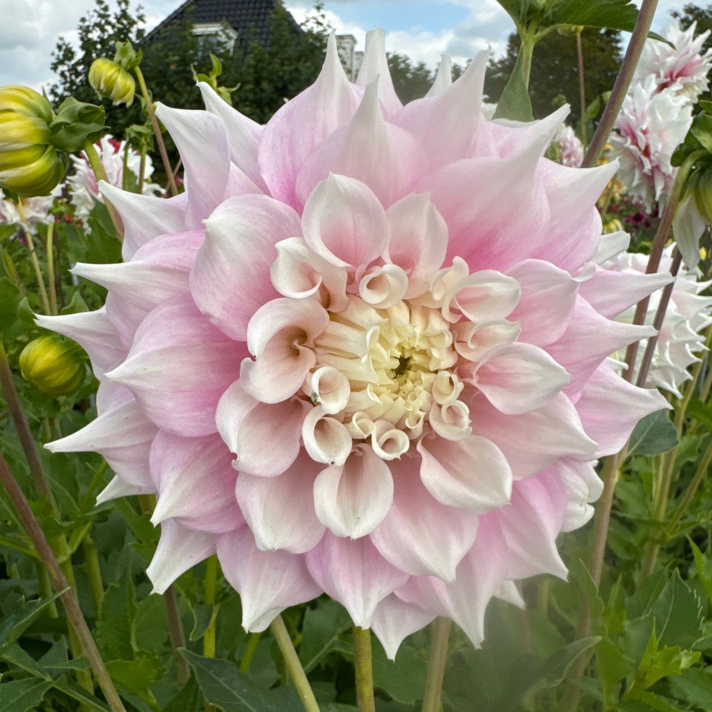 Dahlia Gitt's Perfection Nyhet!