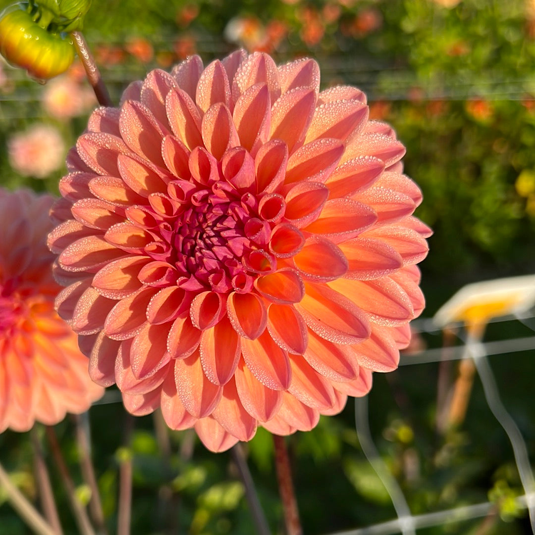 Dahlia Moderato