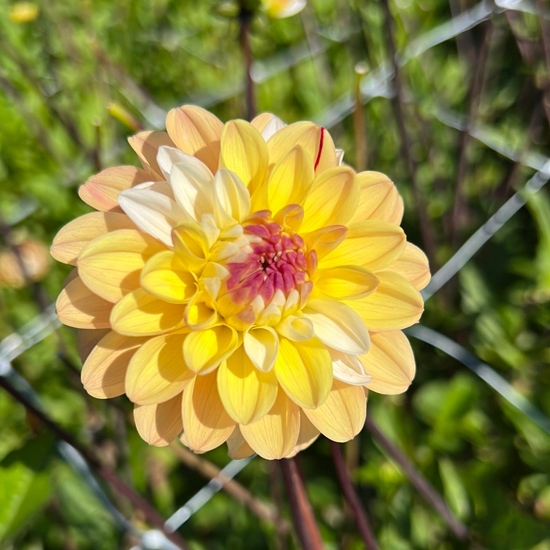 Dahlia Double Jill