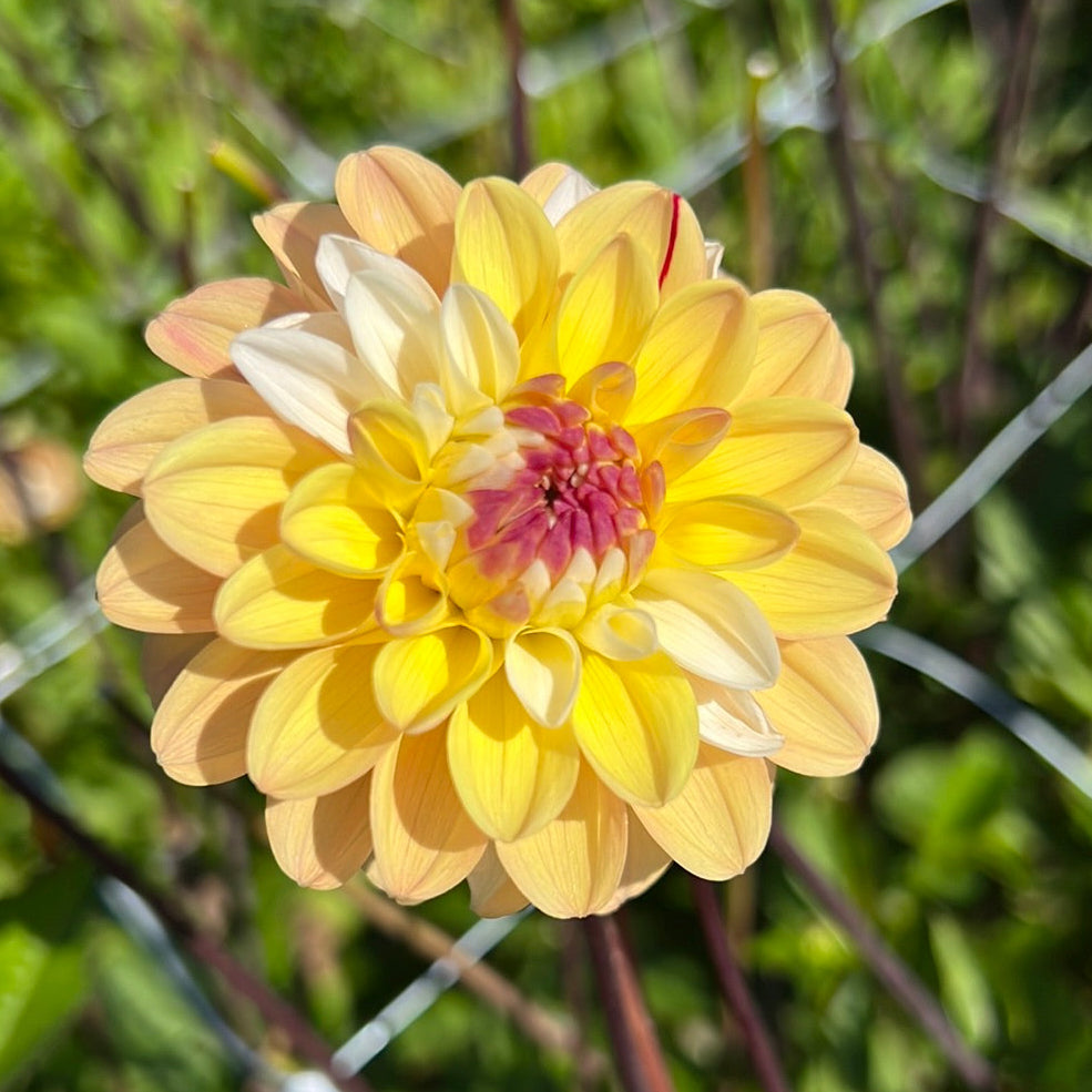 Dahlia Double Jill