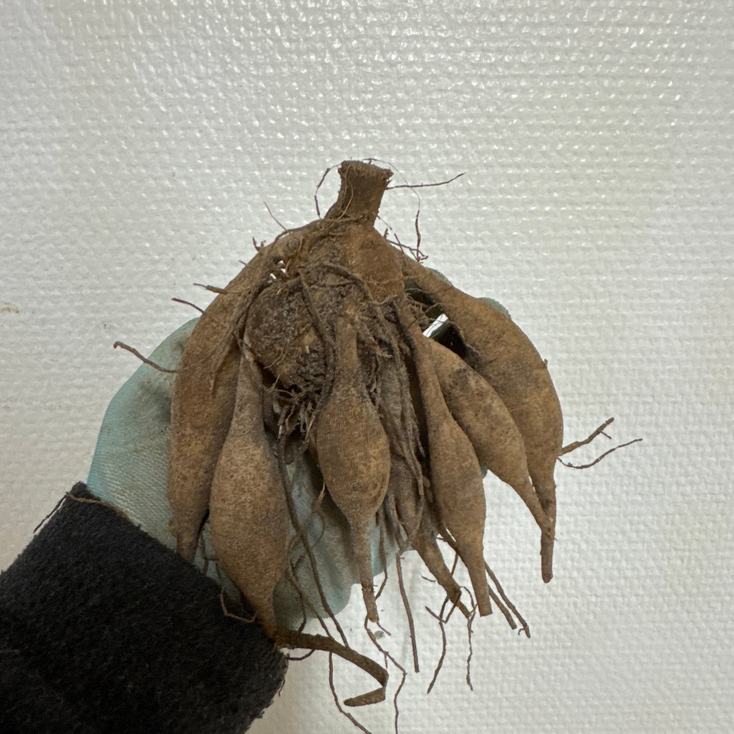 Dahlia Arabian Night