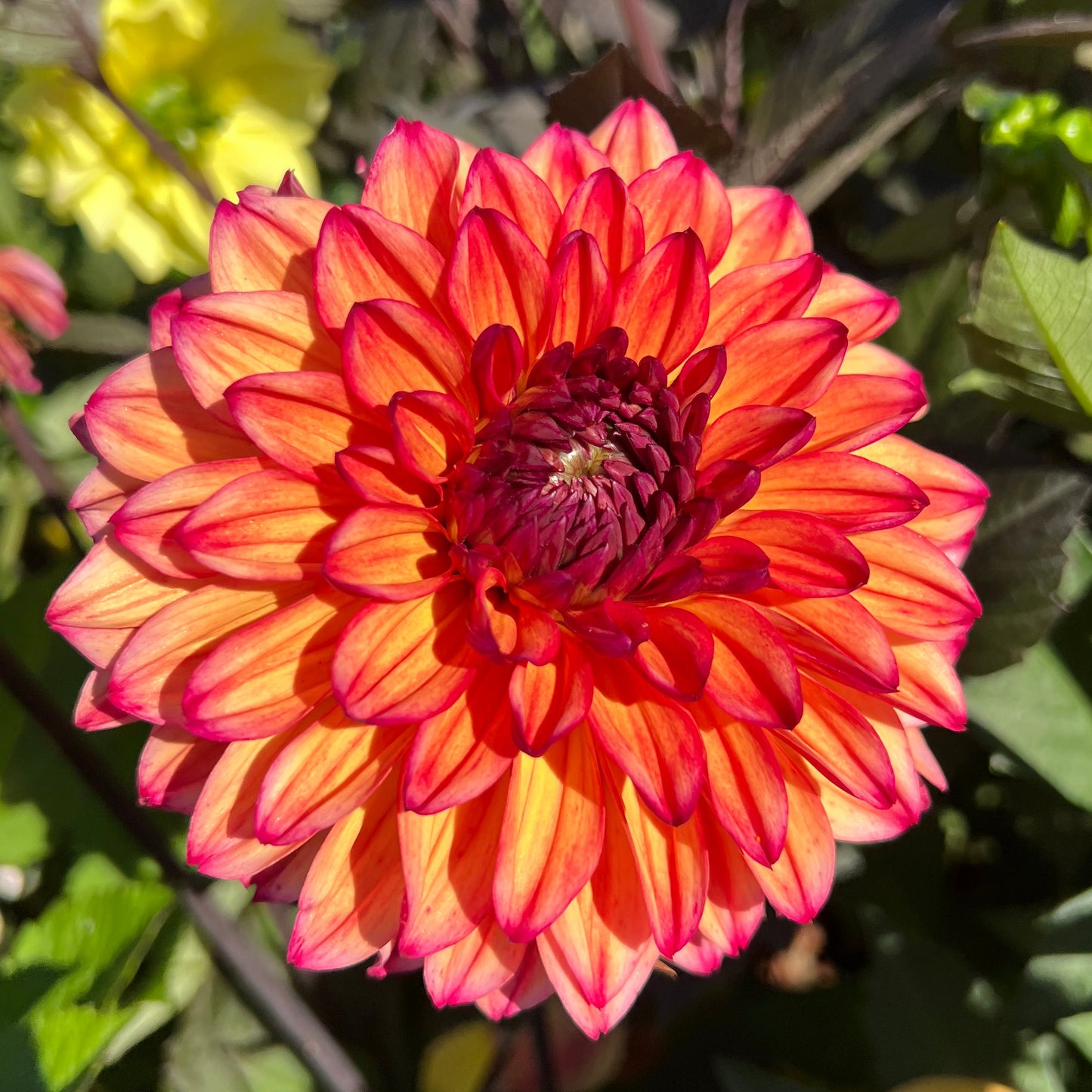 Dahlia Jacobina LB-018