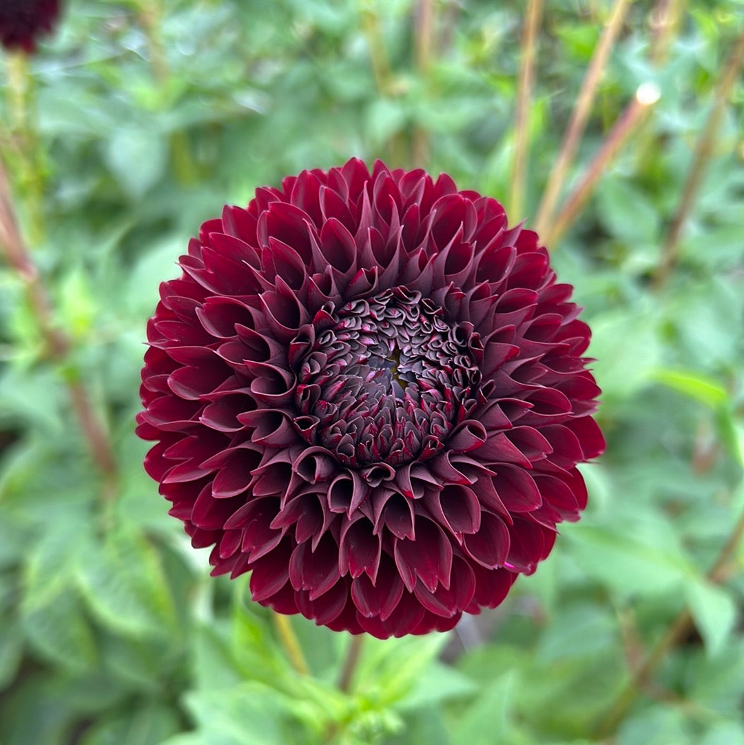Dahlia Jowey Mirella UTGÅR!