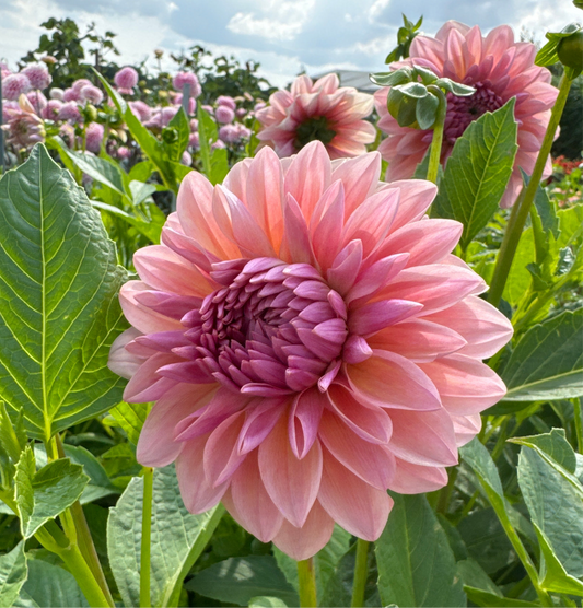 Dahlia Sturm Sweet Maria