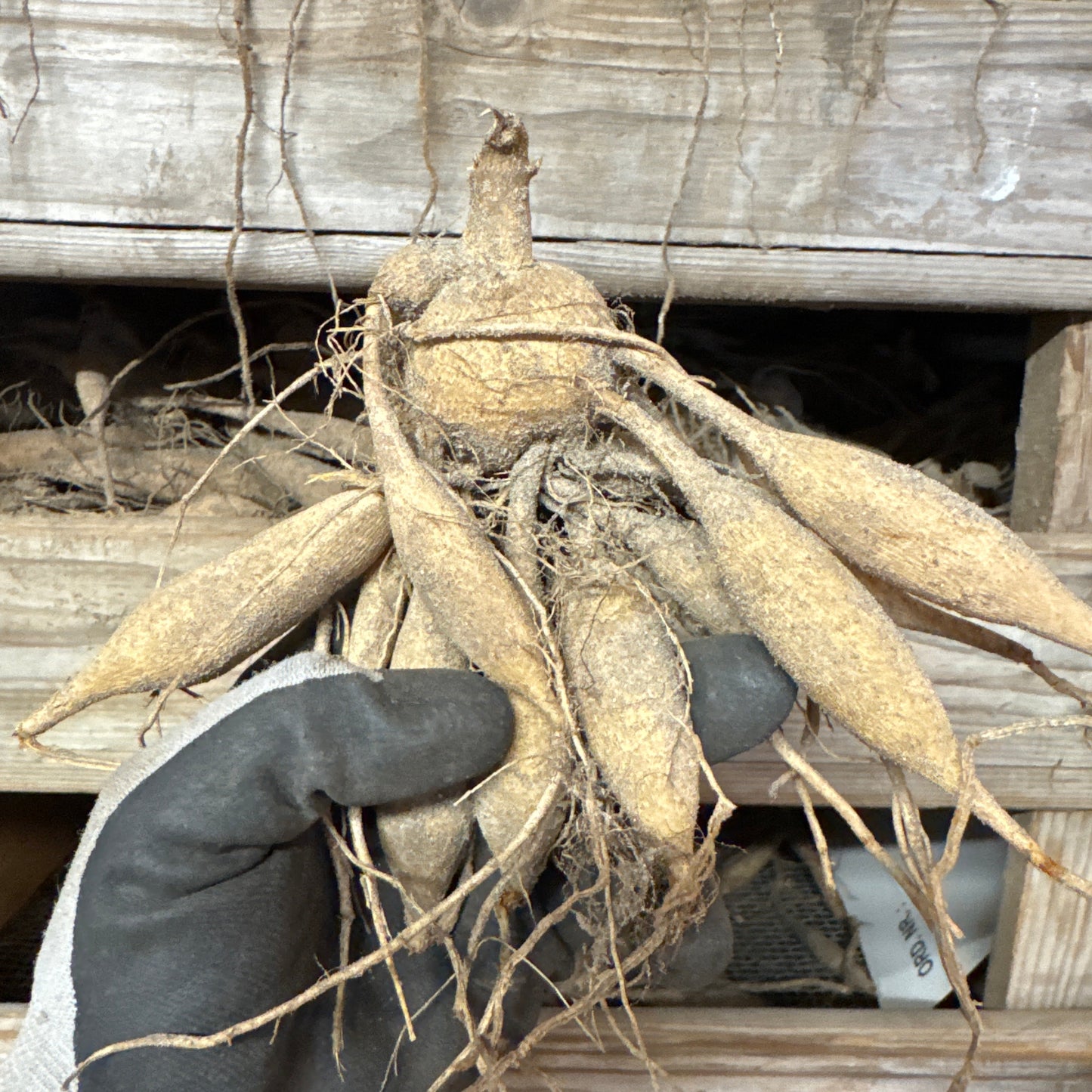 Dahlia Christo Svenskodlad