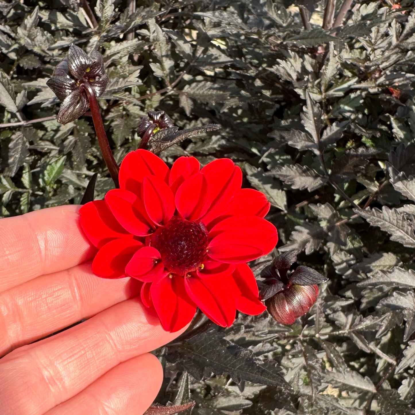 Dahlia Pulp Fiction®