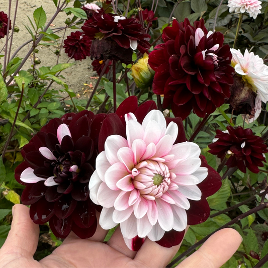 Dahlia Daria in Love