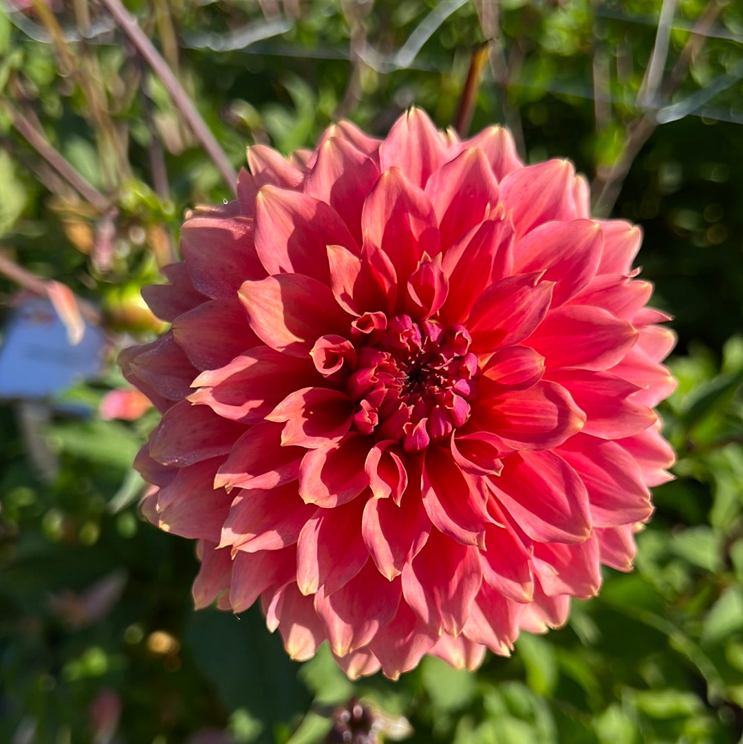 Dahlia Orange Fubuki