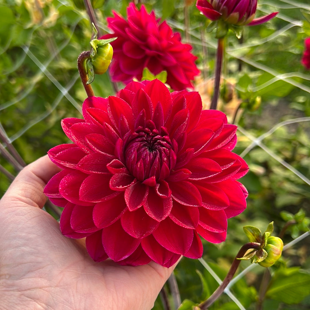 Dahlia Anne Cornelia
