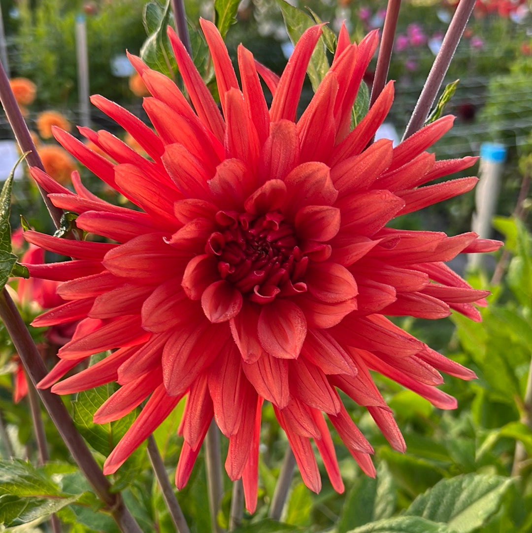 Dahlia Autumn Orange