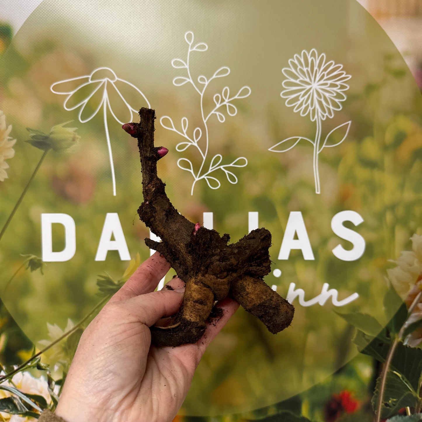 Pion Canary Brilliants