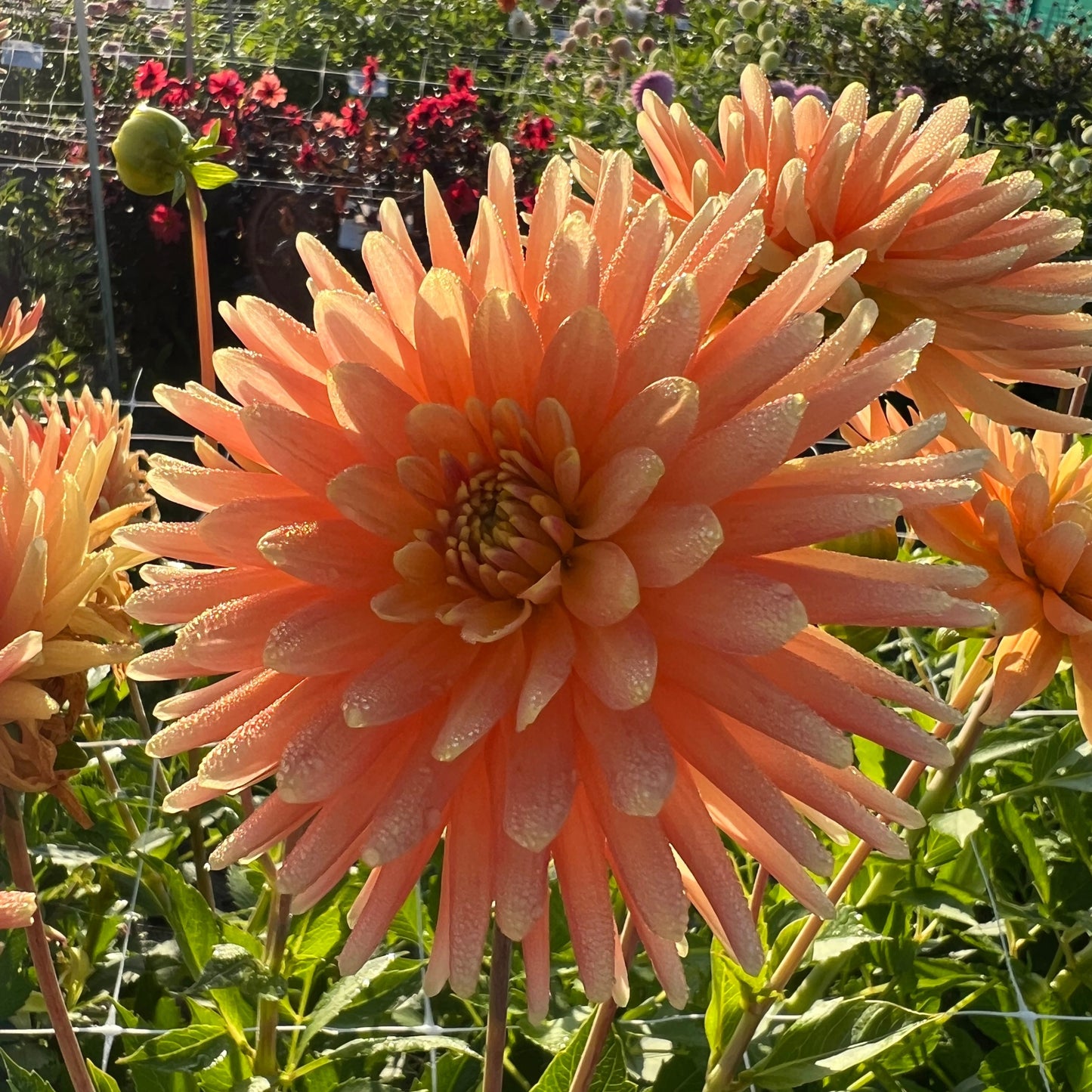 Dahlia P.G Wodehous